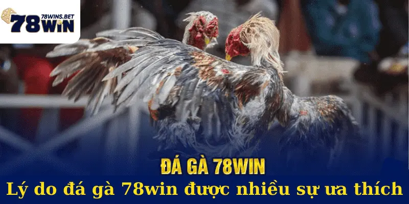 Lý do đá gà 78win được nhiều sự ưa thích