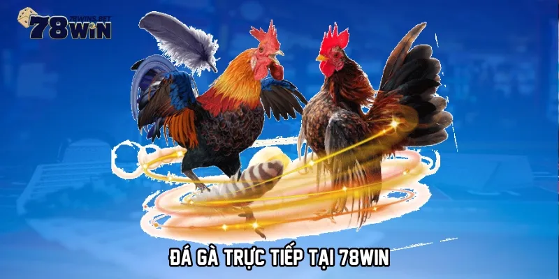 Đá gà trực tiếp tại 78WIN