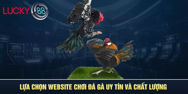 Lựa chọn website chơi đá gà uy tín và chất lượng